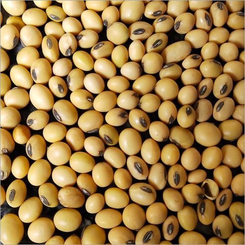 Soy Beans