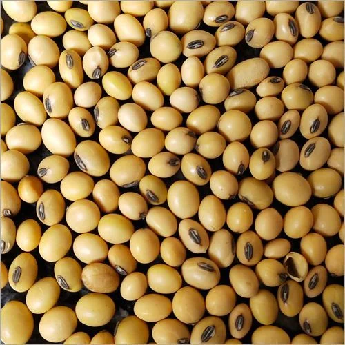 soy-bean